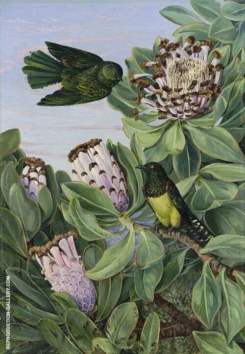 Protea and Golden Breasted Cuckoo of South Africa By Marianne North