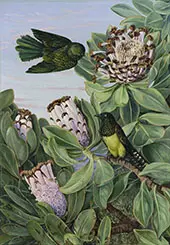 Protea and Golden Breasted Cuckoo of South Africa By Marianne North