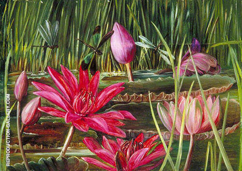 Red Water Lily of Southern India 1878 | Oil Painting Reproduction
