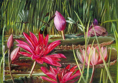 Red Water Lily of Southern India 1878 By Marianne North