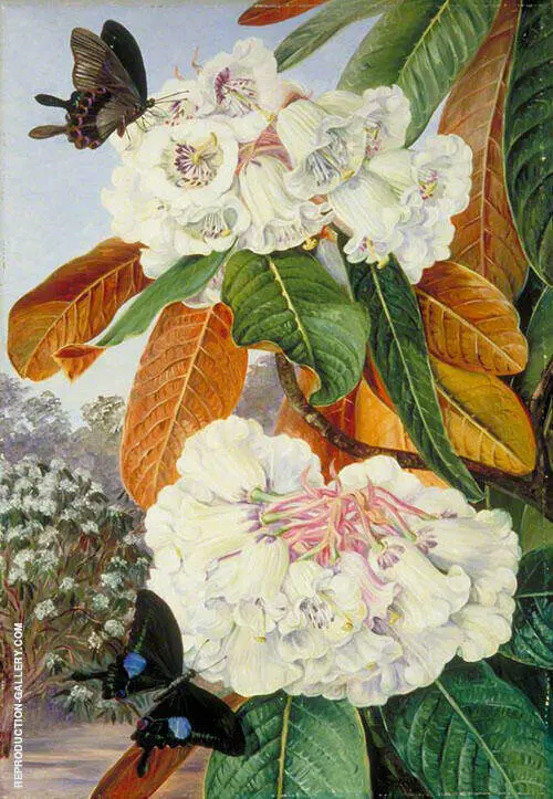 Rhododendron Falconeri from The Mountains of North India 1878 By Marianne North