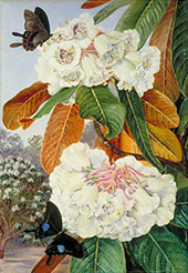 Rhododendron Falconeri from The Mountains of North India 1878 By Marianne North