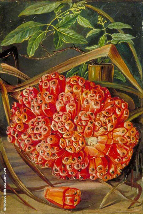 Ripe Fruit of a Screw Pine and a Sprig of Sandal Wood 1870 By Marianne North