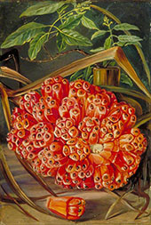 Ripe Fruit of a Screw Pine and a Sprig of Sandal Wood 1870 By Marianne North