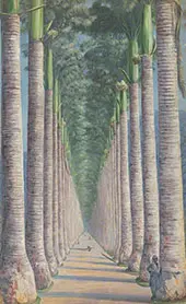 Royal Palm Avenue 1872 By Marianne North