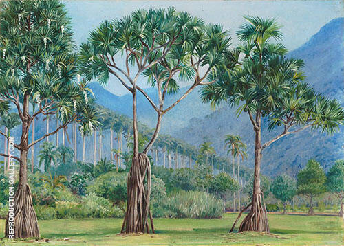 Screw Pines and Avenue of Royal Palms in The Botanic Gardens Rio 1880 | Oil Painting Reproduction