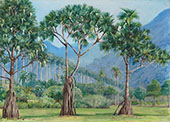 Screw Pines and Avenue of Royal Palms in The Botanic Gardens Rio 1880 By Marianne North