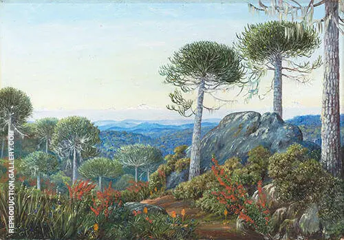 Seven Snowy Peaks Seen from The Araucaria Forest Chili 1880 By Marianne North
