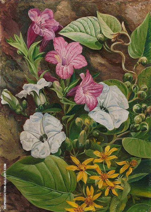 Some Brazilian Flowers 1880 By Marianne North