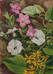 Some Brazilian Flowers 1880 By Marianne North