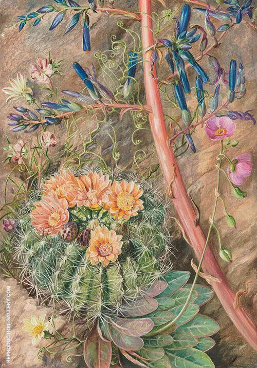 Some Flowers of The Sterile Region of Cauquenas Chili 1880 By Marianne North