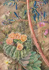 Some Flowers of The Sterile Region of Cauquenas Chili 1880 By Marianne North