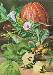 Some Fruits and Vegetables Used in Brazil 1880 By Marianne North