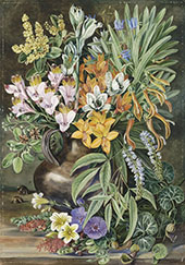 Some Wild Flowers of Quilpue Chili By Marianne North