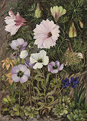 South African Sundews and Other Flowers By Marianne North