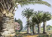 Specimens of The Coquito Palm of Chile in Camden Park New South Wales 1880 By Marianne North