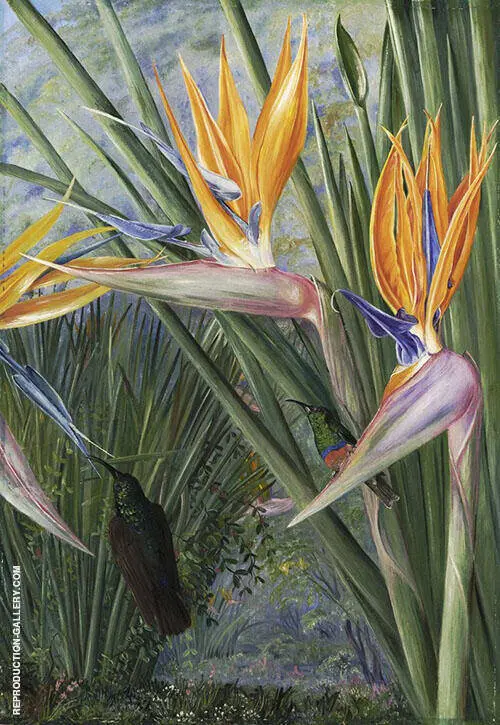 Strelitzia and Sugar Birds South Africa By Marianne North