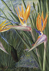 Strelitzia and Sugar Birds South Africa By Marianne North
