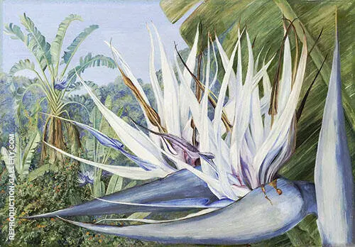 Strelitzia Augusta at st Johns Kaffraria By Marianne North