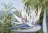 Strelitzia Augusta at st Johns Kaffraria By Marianne North