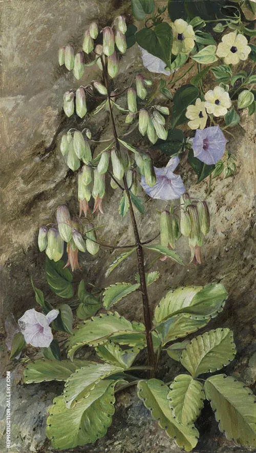 Study of The Plant of Life By Marianne North