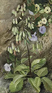 Study of The Plant of Life By Marianne North