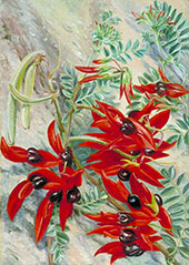 The Australian Parrot Flower 1880 By Marianne North