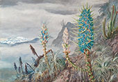 The Blue Puya and Cactus at Home in The Cordilleras Near Apoquindo Chili 1880 By Marianne North