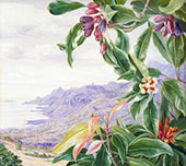 The Clove in Fruit and View over Mahe Seychelles By Marianne North