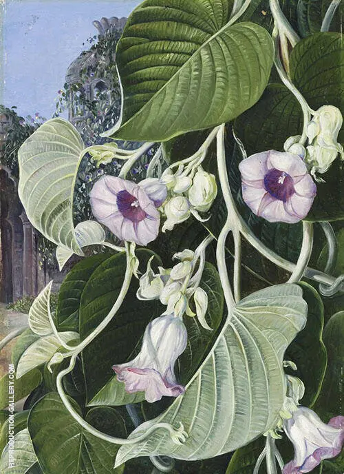 The Elephant Creeper of India By Marianne North