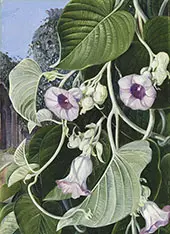 The Elephant Creeper of India By Marianne North