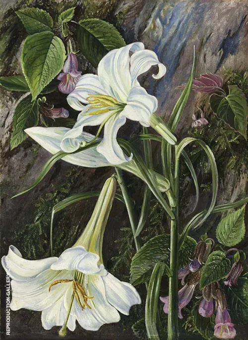 The Great Lily of Nainee Tal in North India By Marianne North