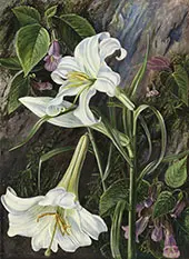 The Great Lily of Nainee Tal in North India By Marianne North