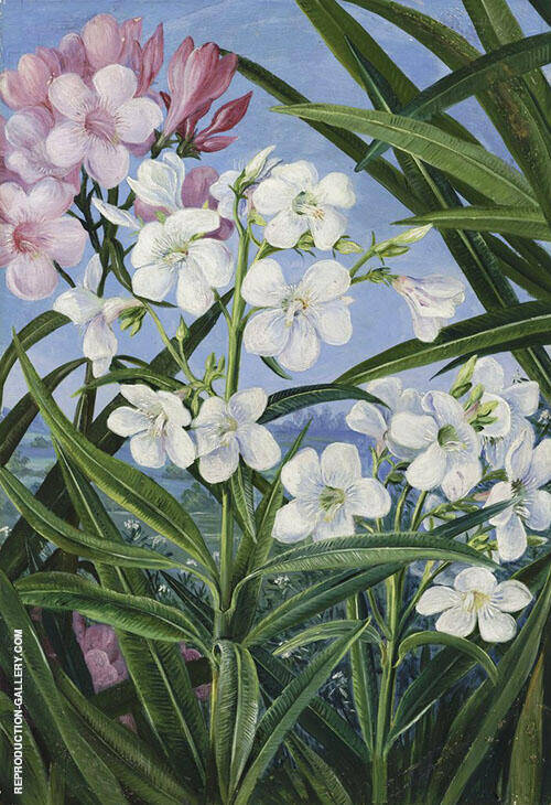 The Oleander by Marianne North | Oil Painting Reproduction