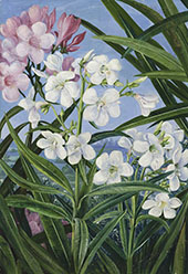 The Oleander By Marianne North