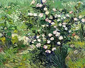 Rosebush in Bloom 1900 By Vincent van Gogh