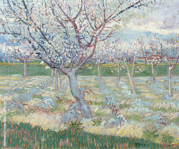 Apricot Trees in Blossom by Vincent van Gogh | Oil Painting Reproduction