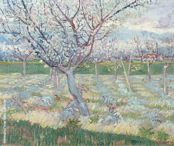 Apricot Trees in Blossom By Vincent van Gogh