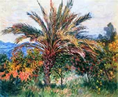 Palm Tree Bordighera c1884 By Claude Monet