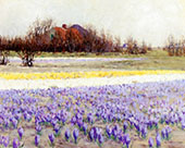 A Field of Crocusses By George Hitchcock