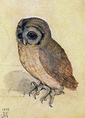 Tawny owl 1508 By Albrecht Durer