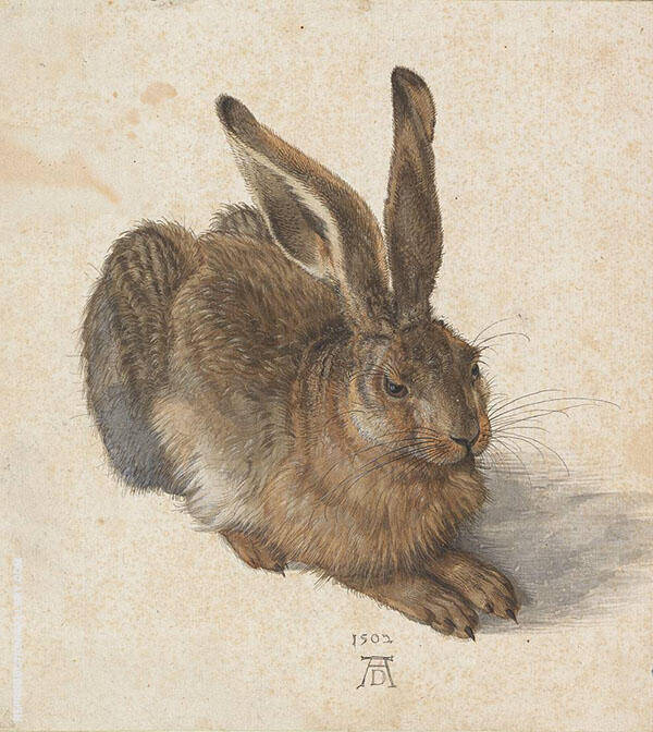 Young Hare 1502 by Albrecht Durer | Oil Painting Reproduction