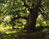 The Oak By Charles Harold Davis