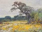 Coreopsis Near San Antonio Texas 1919 By Julian Onderdonk