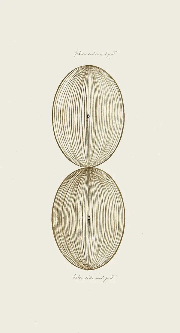 Untitled No 22 By Hilma AF Klint