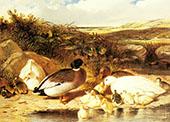 Mallard Ducks and Ducklings on A River By John Frederick Snr Herring