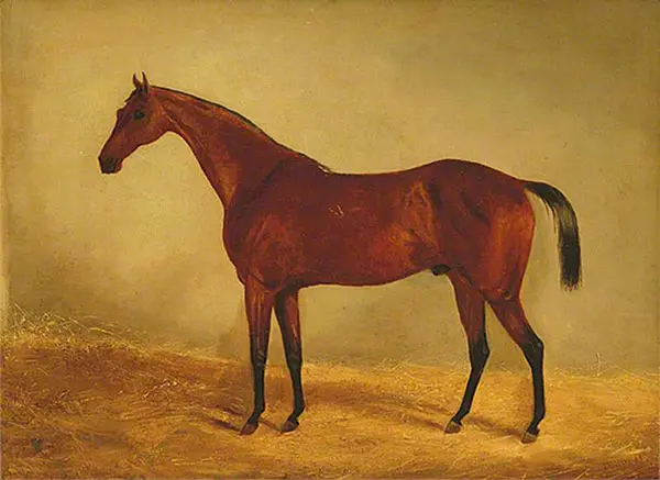 Study of the Horse B.G. West Australian Winner of The Derby and St Leger 1853 By John Frederick Snr Herring