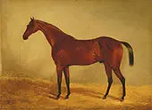 Study of the Horse B.G. West Australian Winner of The Derby and St Leger 1853 By John Frederick Snr Herring