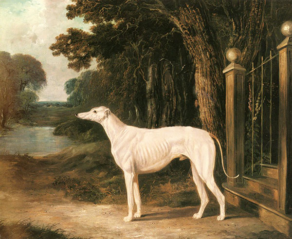 Vandeau A White Greyhound | Oil Painting Reproduction