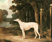 Vandeau A White Greyhound By John Frederick Snr Herring